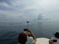 Avistaje de Ballenas con Anne Gordon de Whale Watching Panama