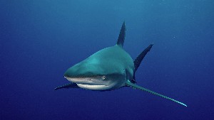 ¿Debería tener miedo a los Ataques de Tiburones en Panamá?