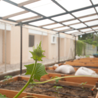 Greenhouses : Helping Plant Flourish in Tropical Climates
