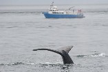 ¿Se encuentran las Ballenas Jorobadas fuera de la Lista de Especies en Peligro? ¡No precisamente!