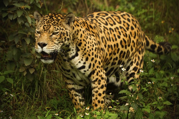 Compartiendo Panamá con Jaguares Silvestres