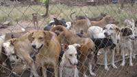 El Refugio de Animales de Panamá Necesita Su Ayuda
