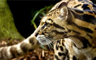 Conservación Panamá Lucha para salvar a los gatos salvajes