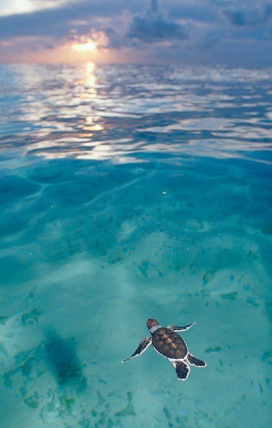 Los Esfuerzos de Panamá Para Proteger la Población Mundial de Tortugas Marinas